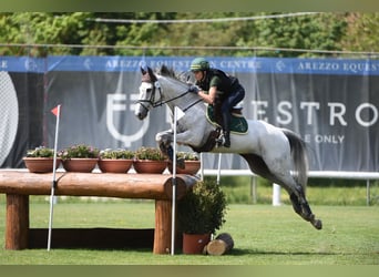 Caballo de deporte irlandés, Caballo castrado, 16 años, 160 cm, Tordo picazo