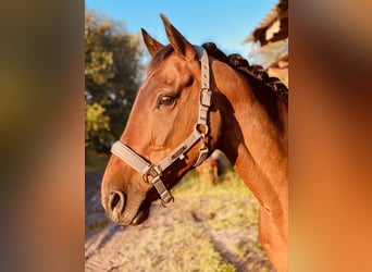 Caballo de deporte irlandés, Caballo castrado, 16 años, 162 cm, Castaño