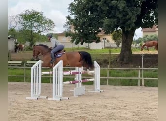 Caballo de deporte irlandés, Caballo castrado, 16 años, 165 cm, Castaño