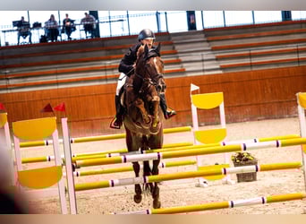 Caballo de deporte irlandés, Caballo castrado, 16 años, 185 cm, Castaño