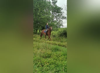 Caballo de deporte irlandés, Caballo castrado, 17 años, 162 cm, Alazán