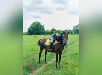 Caballo de deporte irlandés, Caballo castrado, 17 años, 163 cm, Castaño oscuro