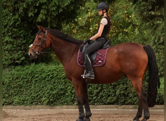 Caballo de deporte irlandés, Caballo castrado, 17 años, 165 cm, Castaño