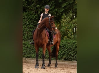 Caballo de deporte irlandés, Caballo castrado, 17 años, 165 cm, Castaño
