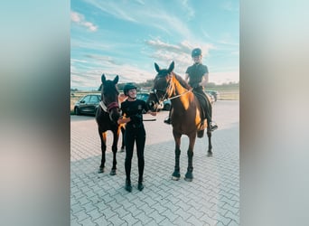 Caballo de deporte irlandés, Caballo castrado, 17 años, 165 cm, Castaño