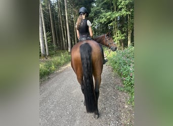 Caballo de deporte irlandés, Caballo castrado, 17 años, 165 cm, Castaño