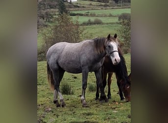 Caballo de deporte irlandés, Caballo castrado, 1 año, 168 cm, Tordo