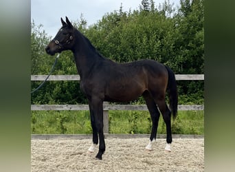 Caballo de deporte irlandés, Caballo castrado, 1 año, 175 cm, Castaño oscuro