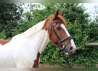 Caballo de deporte irlandés, Caballo castrado, 21 años, 165 cm, Pío
