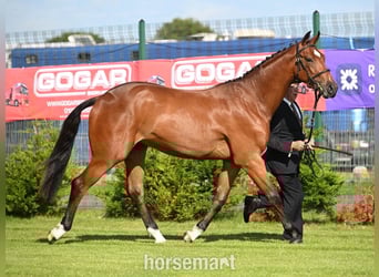Caballo de deporte irlandés, Caballo castrado, 2 años, 163 cm, Castaño Caballo de deporte irlandés, Caballo castrado, 2 años, 163 cm, Castaño