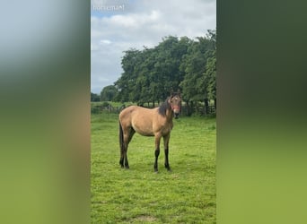 Caballo de deporte irlandés, Caballo castrado, 2 años, 165 cm, Bayo