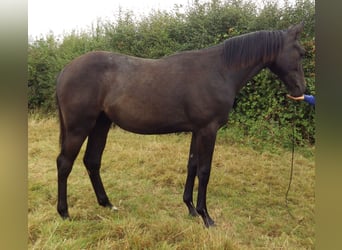 Caballo de deporte irlandés, Caballo castrado, 2 años, 175 cm, Tordo