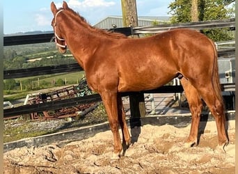 Caballo de deporte irlandés, Caballo castrado, 2 años, Alazán