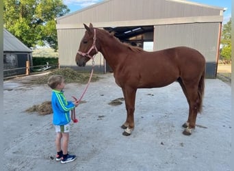 Caballo de deporte irlandés, Caballo castrado, 2 años, Alazán