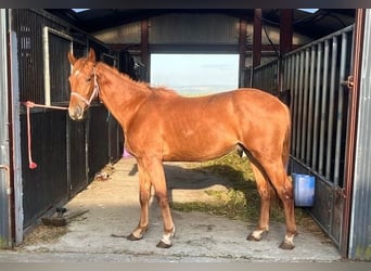 Caballo de deporte irlandés, Caballo castrado, 2 años, Alazán