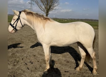 Caballo de deporte irlandés, Caballo castrado, 3 años, 147 cm, Cremello