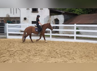 Caballo de deporte irlandés, Caballo castrado, 3 años, 151 cm, Alazán