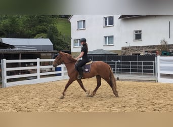 Caballo de deporte irlandés, Caballo castrado, 3 años, 151 cm, Alazán