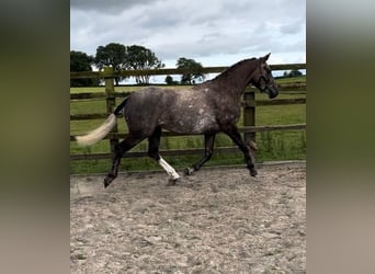 Caballo de deporte irlandés, Caballo castrado, 3 años, 157 cm, Tordo