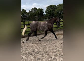 Caballo de deporte irlandés, Caballo castrado, 3 años, 157 cm, Tordo