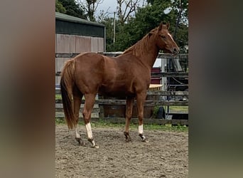 Caballo de deporte irlandés, Caballo castrado, 3 años, 158 cm, Alazán-tostado