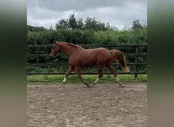 Caballo de deporte irlandés, Caballo castrado, 3 años, 158 cm, Alazán-tostado