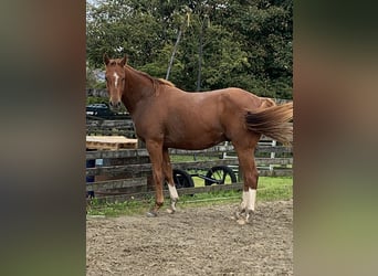 Caballo de deporte irlandés, Caballo castrado, 3 años, 158 cm, Alazán-tostado