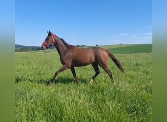 Caballo de deporte irlandés, Caballo castrado, 3 años, 159 cm, Castaño