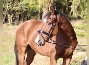 Caballo de deporte irlandés Mestizo, Caballo castrado, 3 años, 160 cm, Castaño