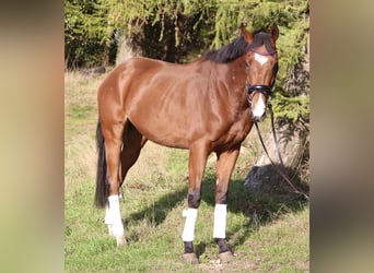 Caballo de deporte irlandés Mestizo, Caballo castrado, 3 años, 160 cm, Castaño