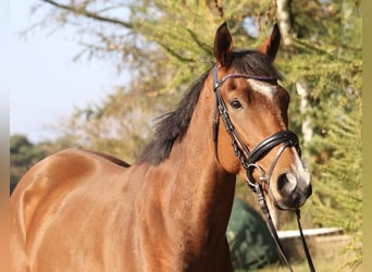 Caballo de deporte irlandés Mestizo, Caballo castrado, 3 años, 160 cm, Castaño