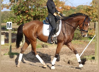 Caballo de deporte irlandés Mestizo, Caballo castrado, 3 años, 160 cm, Castaño