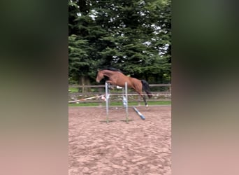 Caballo de deporte irlandés, Caballo castrado, 3 años, 162 cm, Castaño rojizo