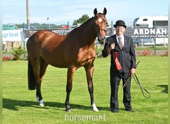 Caballo de deporte irlandés, Caballo castrado, 3 años, 163 cm, Castaño