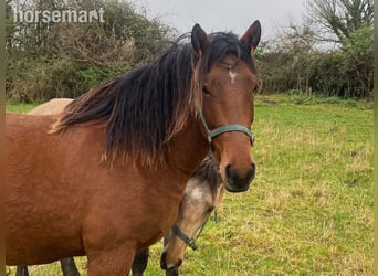 Caballo de deporte irlandés, Caballo castrado, 3 años, 163 cm, Castaño Caballo de deporte irlandés, Caballo castrado, 3 años, 163 cm, Castaño