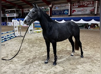 Caballo de deporte irlandés, Caballo castrado, 3 años, 163 cm, Tordo