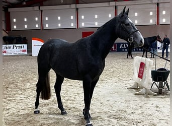 Caballo de deporte irlandés, Caballo castrado, 3 años, 163 cm, Tordo