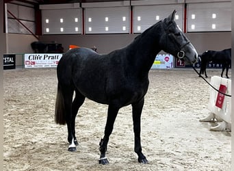 Caballo de deporte irlandés, Caballo castrado, 3 años, 163 cm, Tordo