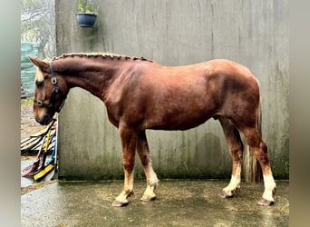 Caballo de deporte irlandés Mestizo, Caballo castrado, 3 años, 165 cm