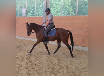 Caballo de deporte irlandés, Caballo castrado, 3 años, 165 cm, Castaño