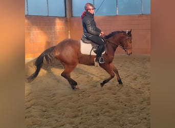 Caballo de deporte irlandés, Caballo castrado, 3 años, 165 cm, Castaño