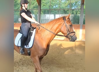 Caballo de deporte irlandés, Caballo castrado, 3 años, 168 cm, Alazán