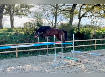 Caballo de deporte irlandés, Caballo castrado, 3 años, 168 cm