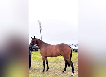 Caballo de deporte irlandés, Caballo castrado, 3 años, 168 cm, Castaño rojizo