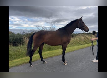 Caballo de deporte irlandés, Caballo castrado, 3 años, 168 cm, Castaño rojizo