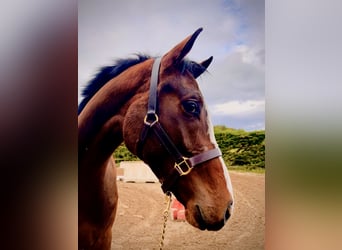 Caballo de deporte irlandés, Caballo castrado, 3 años, 168 cm, Castaño rojizo