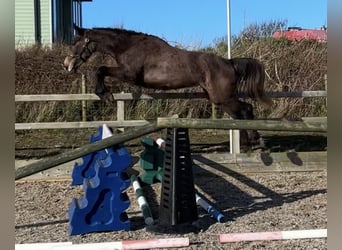 Caballo de deporte irlandés, Caballo castrado, 3 años, 168 cm, Tordo ruano