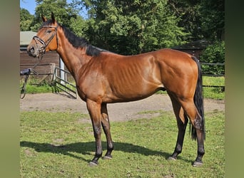 Caballo de deporte irlandés, Caballo castrado, 3 años, 169 cm, Castaño