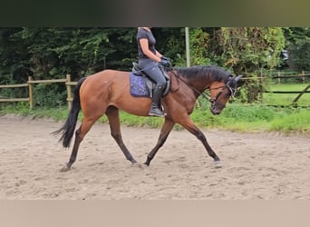 Caballo de deporte irlandés, Caballo castrado, 3 años, 169 cm, Castaño