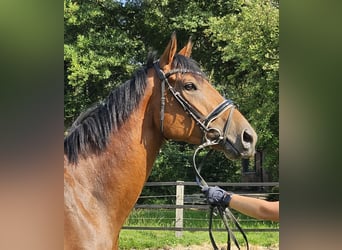 Caballo de deporte irlandés, Caballo castrado, 3 años, 169 cm, Castaño